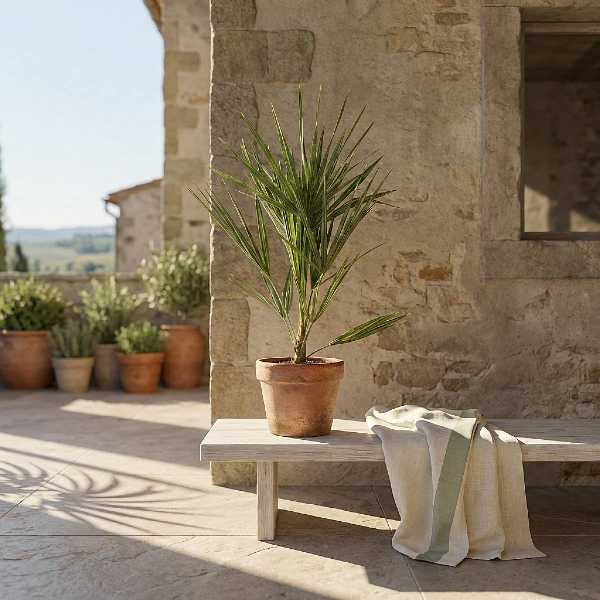 Palma Chamaerops humilis picture 5