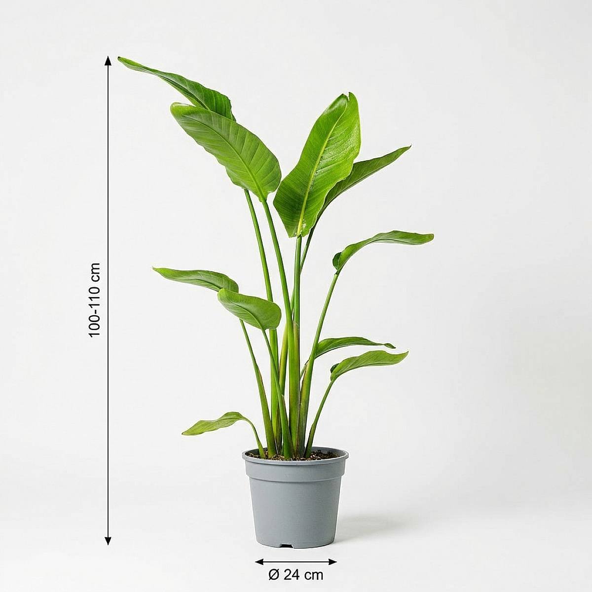 compo nativert blattlaus-frei erfahrungen COMPO Blattlaus-frei Nativert Insektizid main image 1