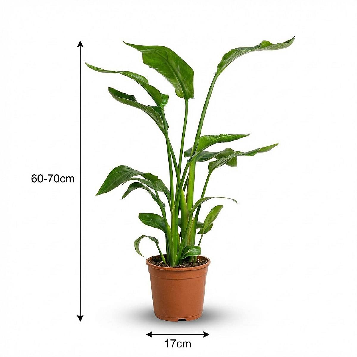 Bird of Paradise (Strelitzia Augusta) - Decorative and hardy | medium