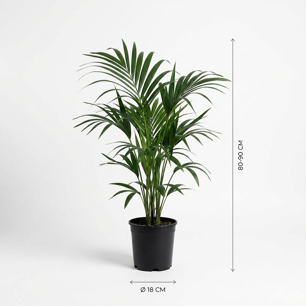 Kentia Palm picture 3