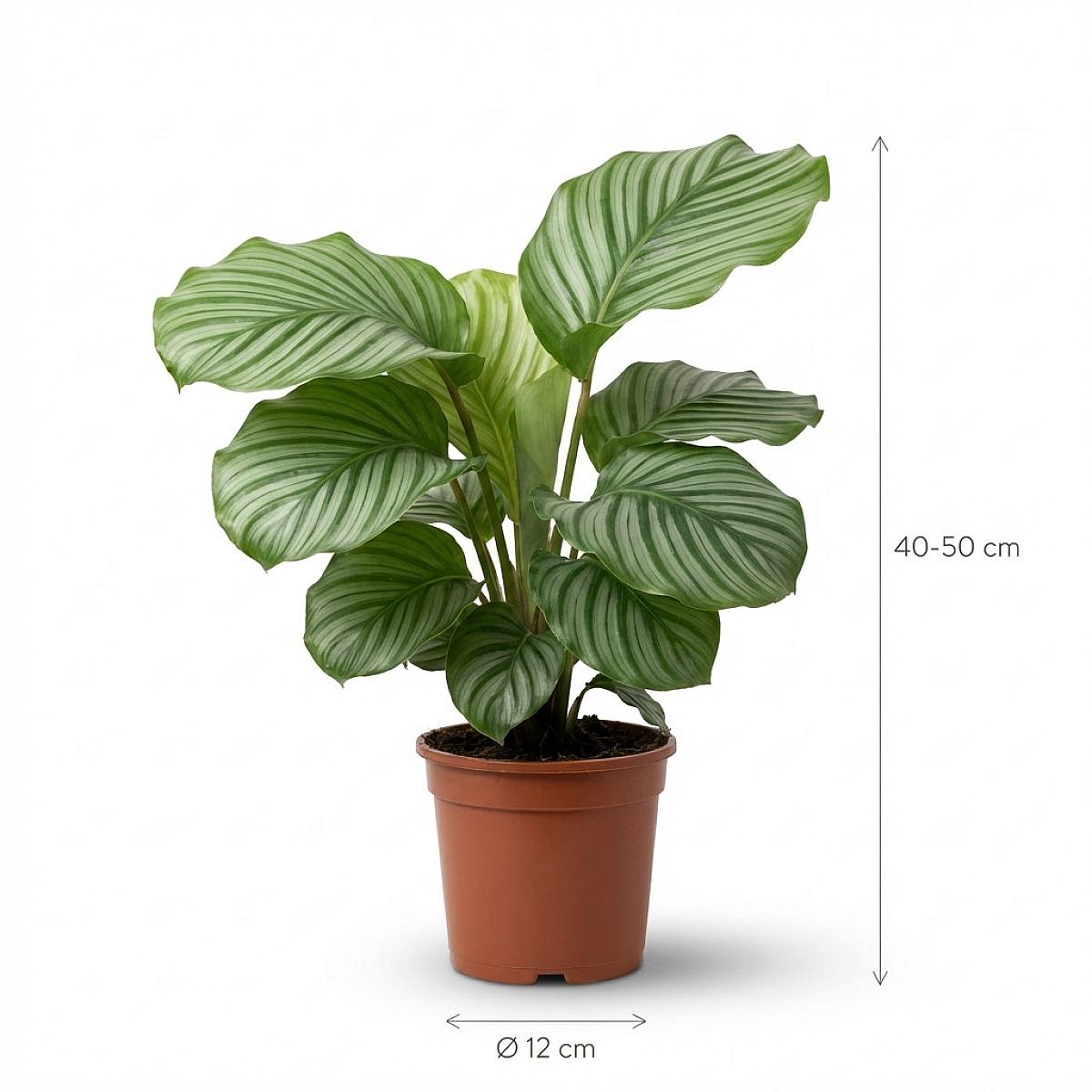 Calathea orbifolia picture 3
