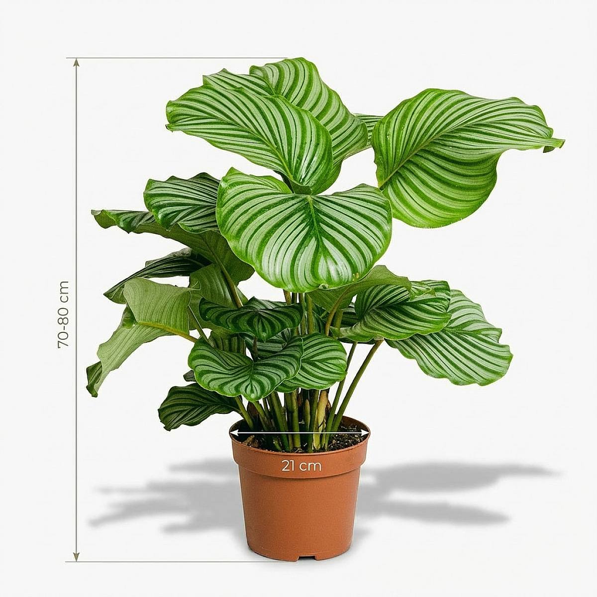 Calathea Orbifolia - Exklusive Zimmerpflanze - Schnelle Lieferung - Kaufen  Sie Pflanzen online | large