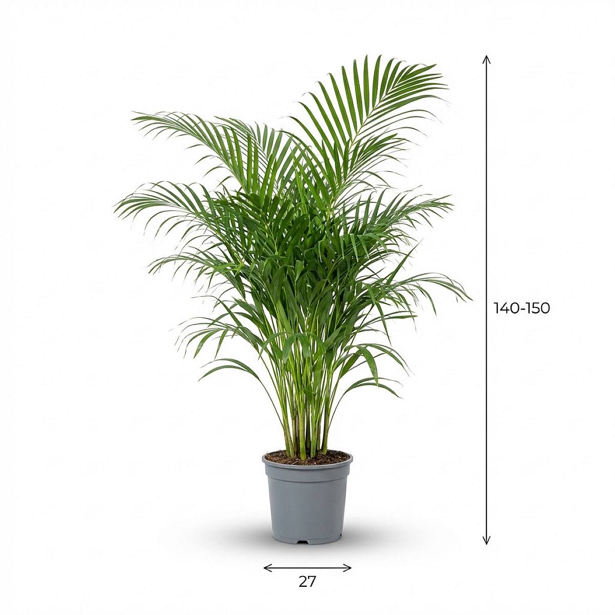 Palma d'Areca picture 3