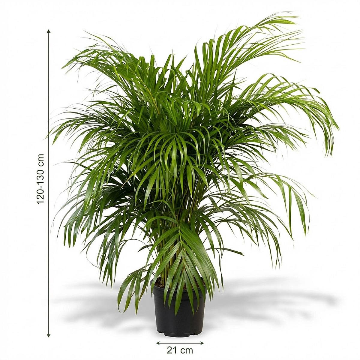 Areca Palm picture 3
