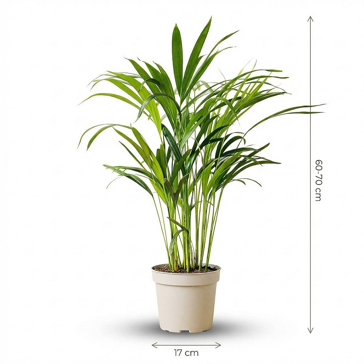 Palma Areca picture 3