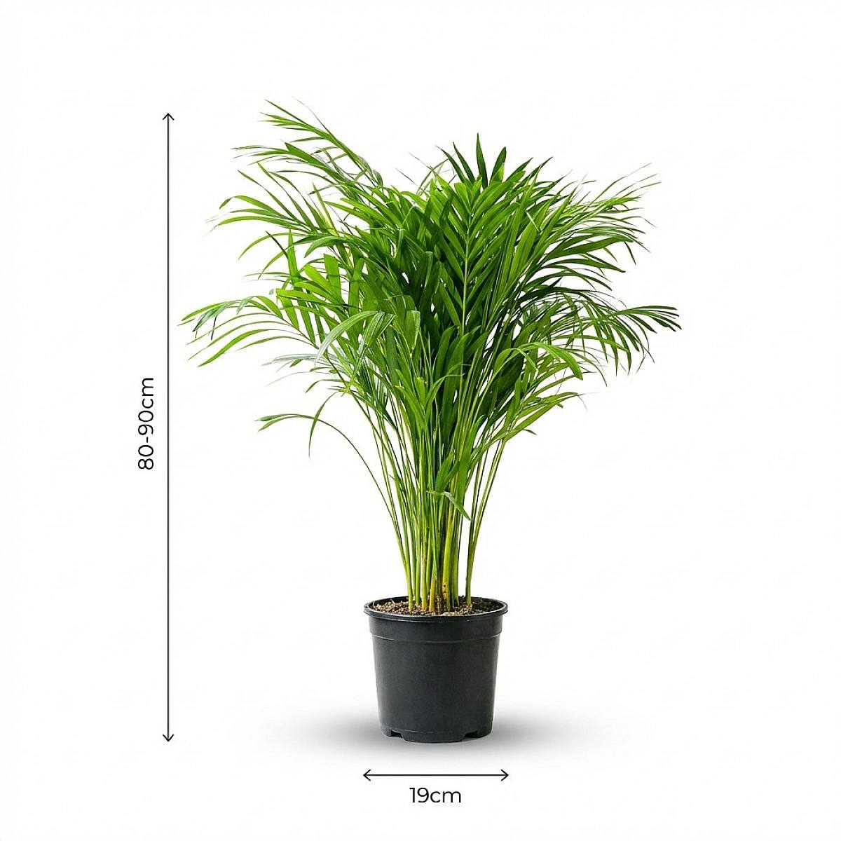 Palma Areca picture 3