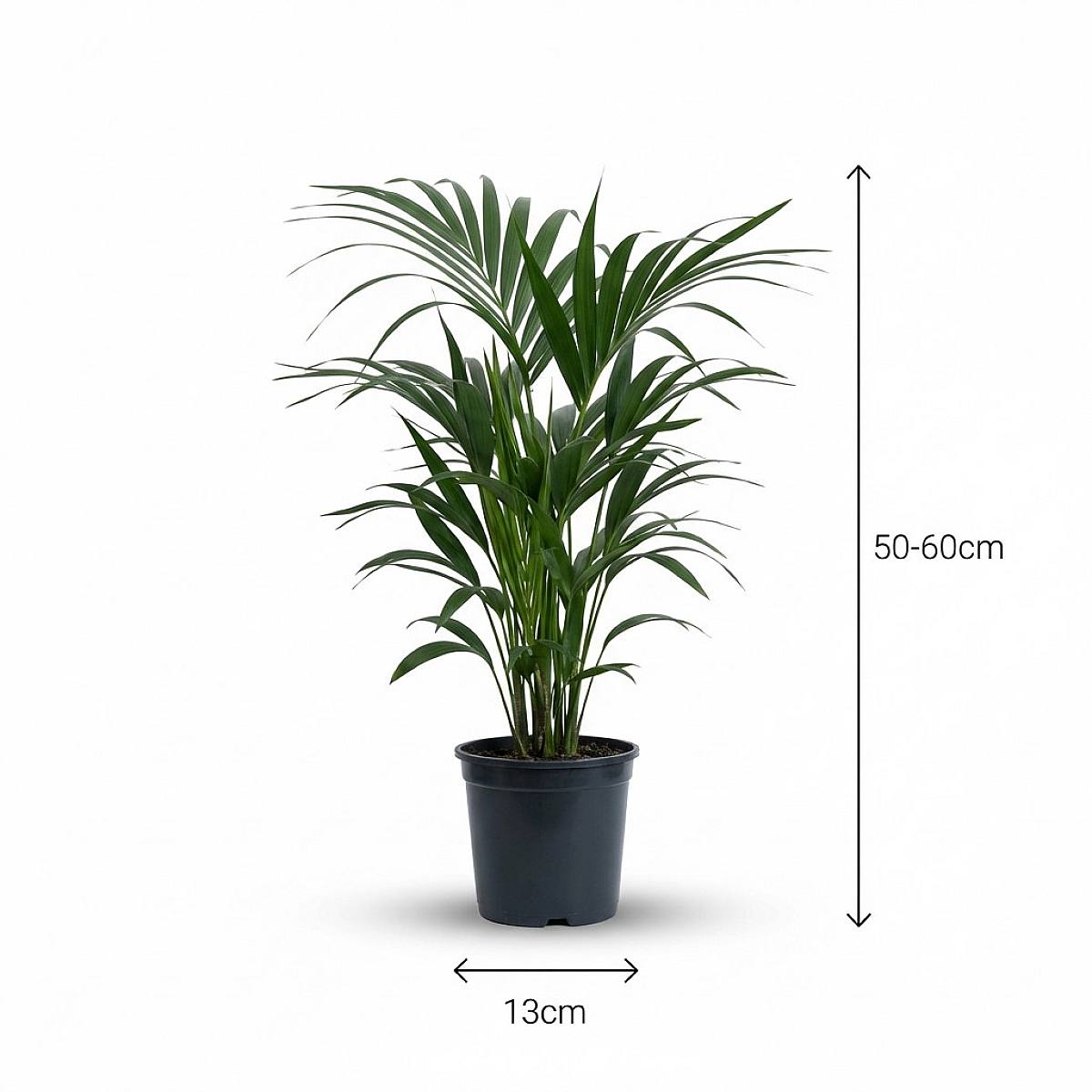 Kentia Palm picture 3