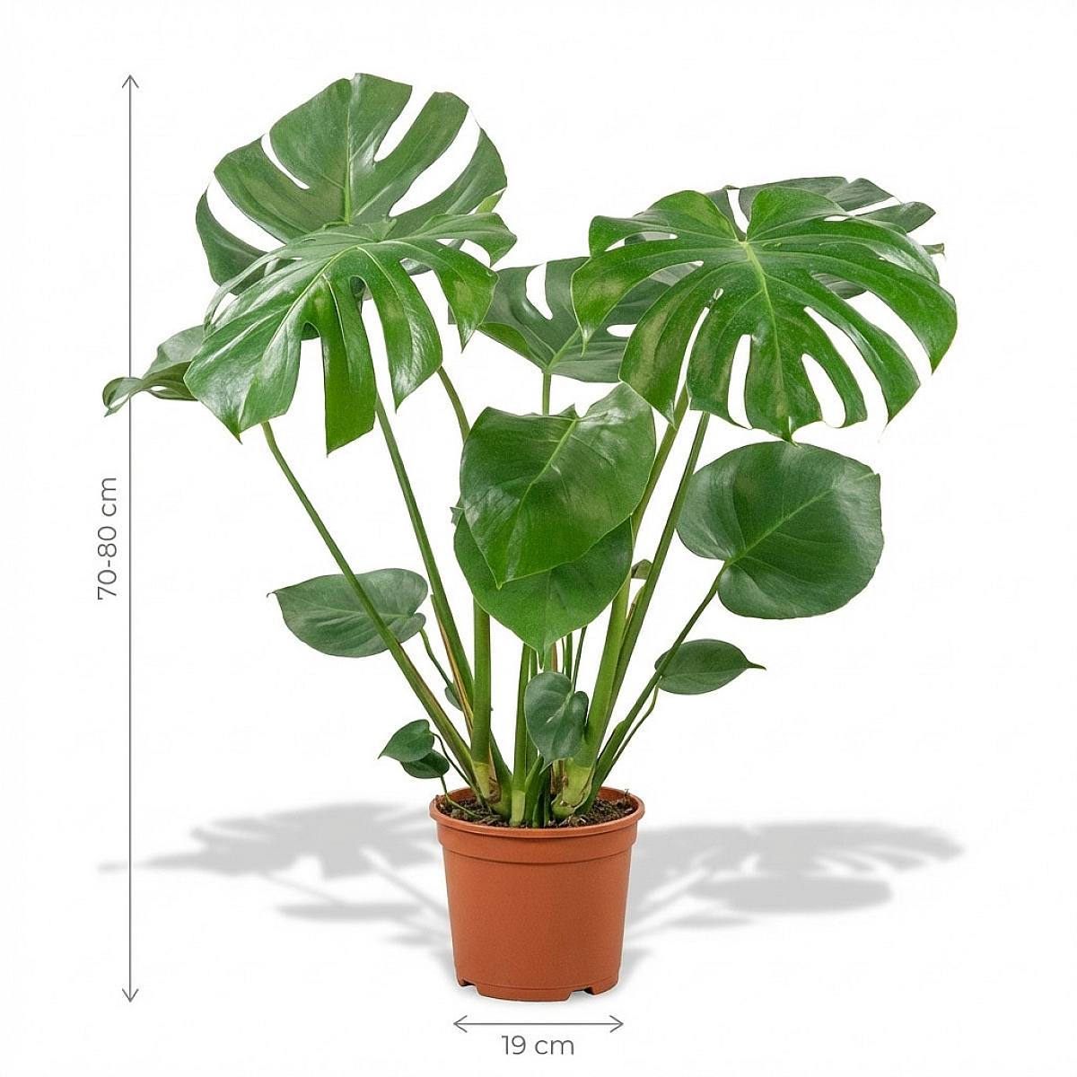 Monstera Deliciosa picture 2