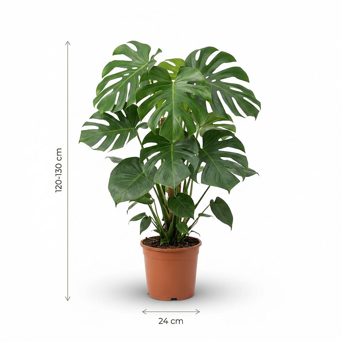 edelweiss plant Edelweiss – 100 Seeds main image 0