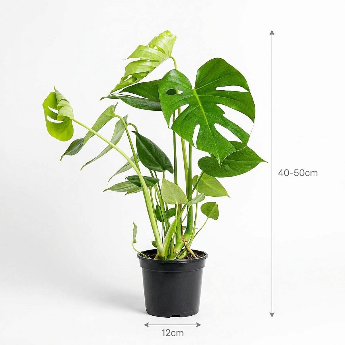 Monstera Deliciosa picture 2