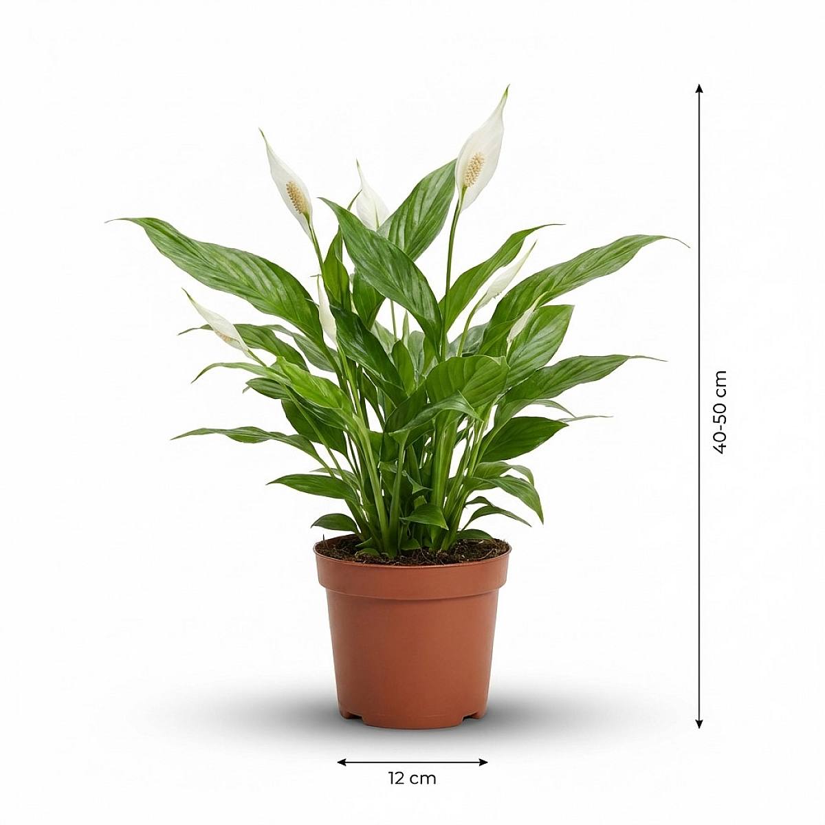 Spaththiphyllum picture 4