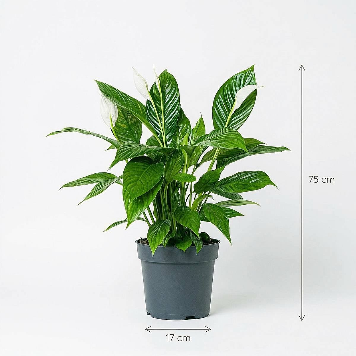 Peace Lily picture 3