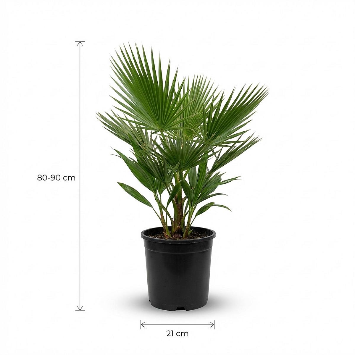 Washingtonia Robusta picture 3