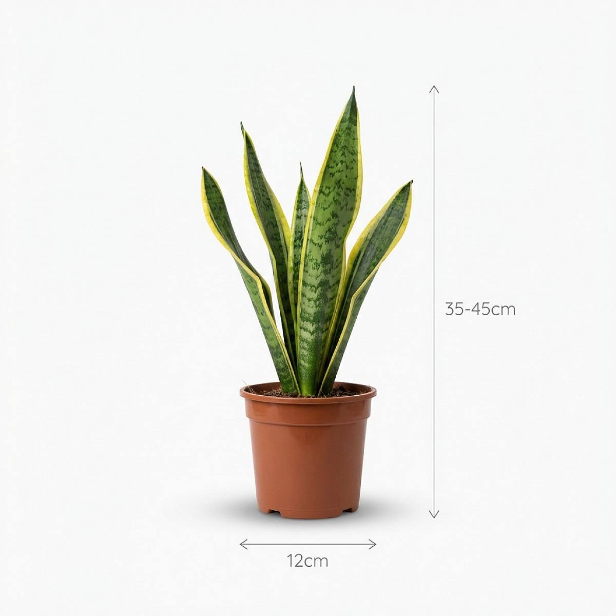 Plante Serpent picture 3