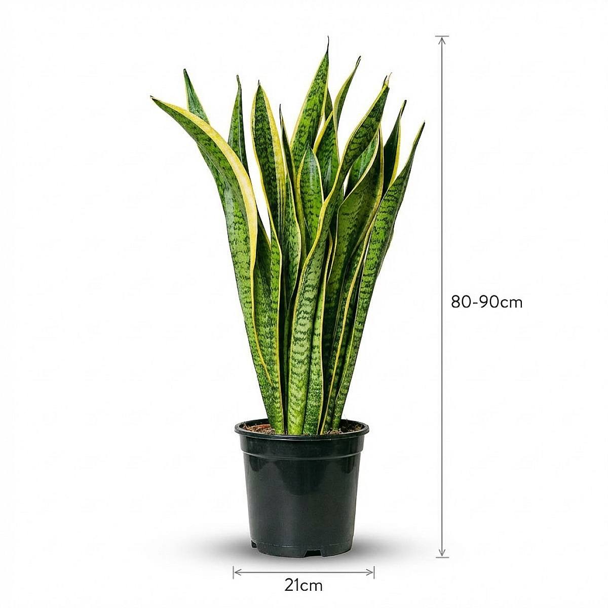 Plante Serpent picture 3