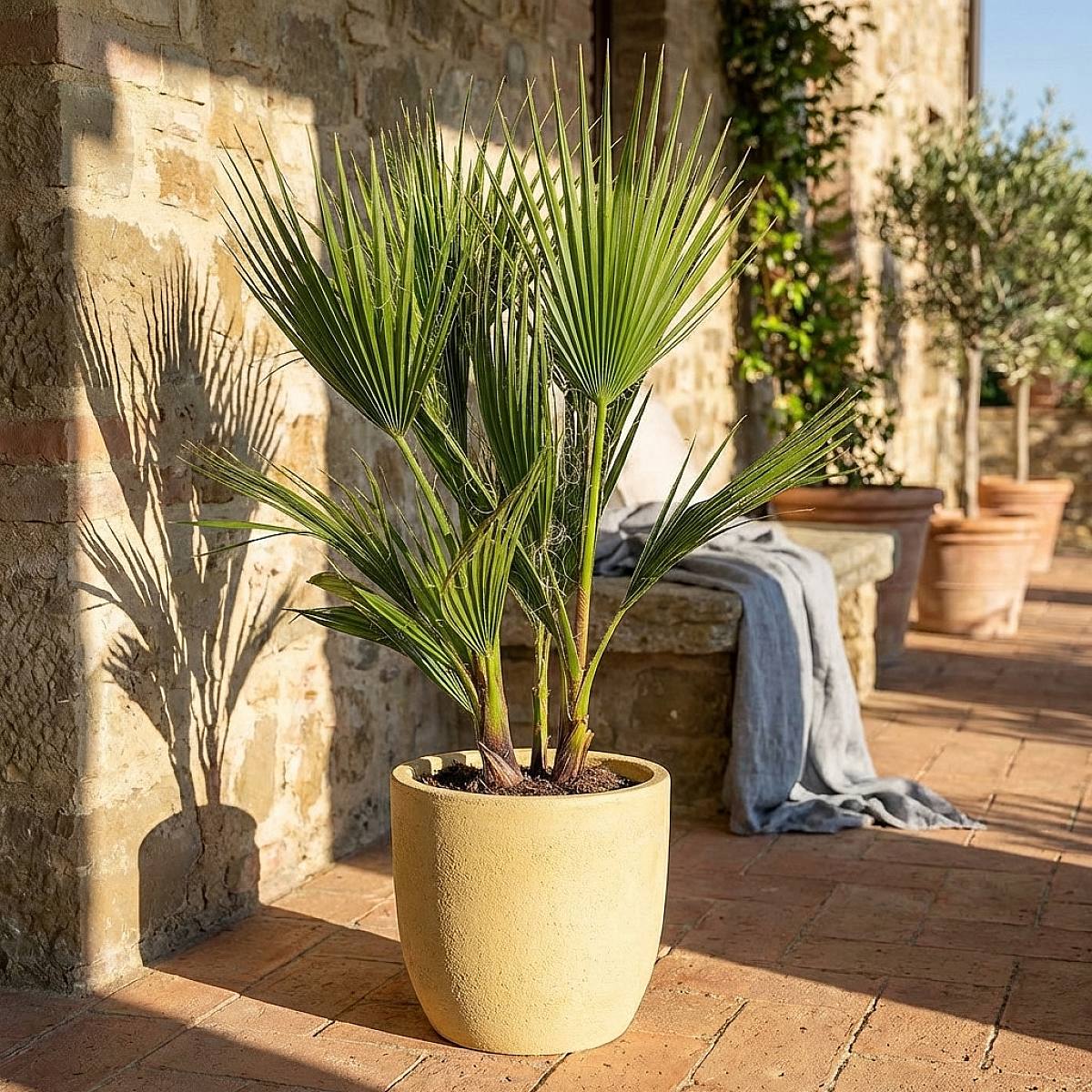 Washingtonia Robusta picture 1