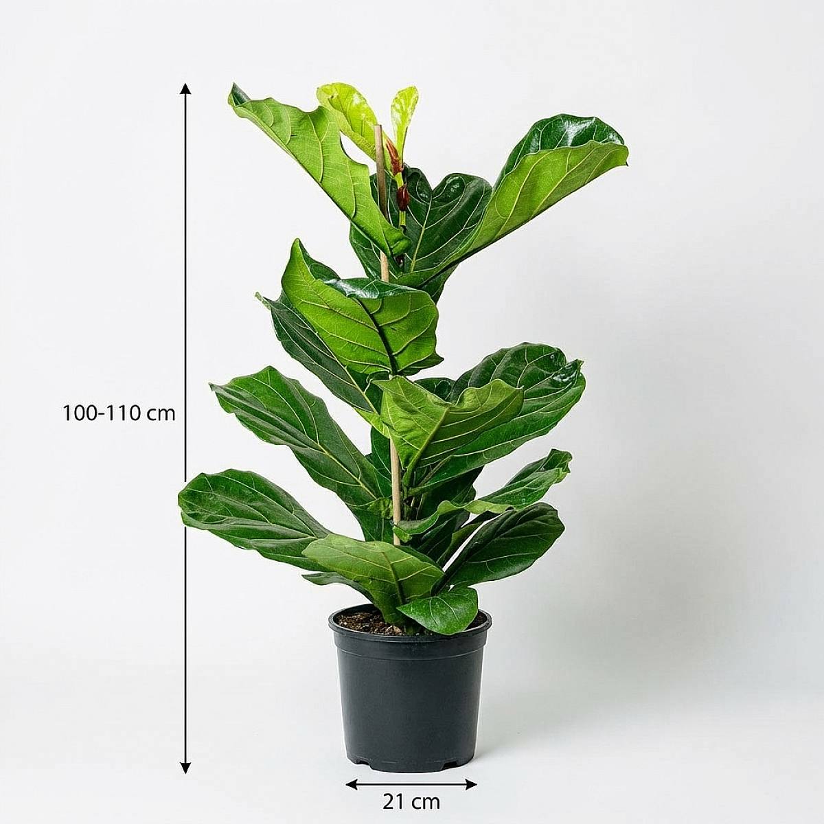 Fiddle Leaf Fig Tree picture 2