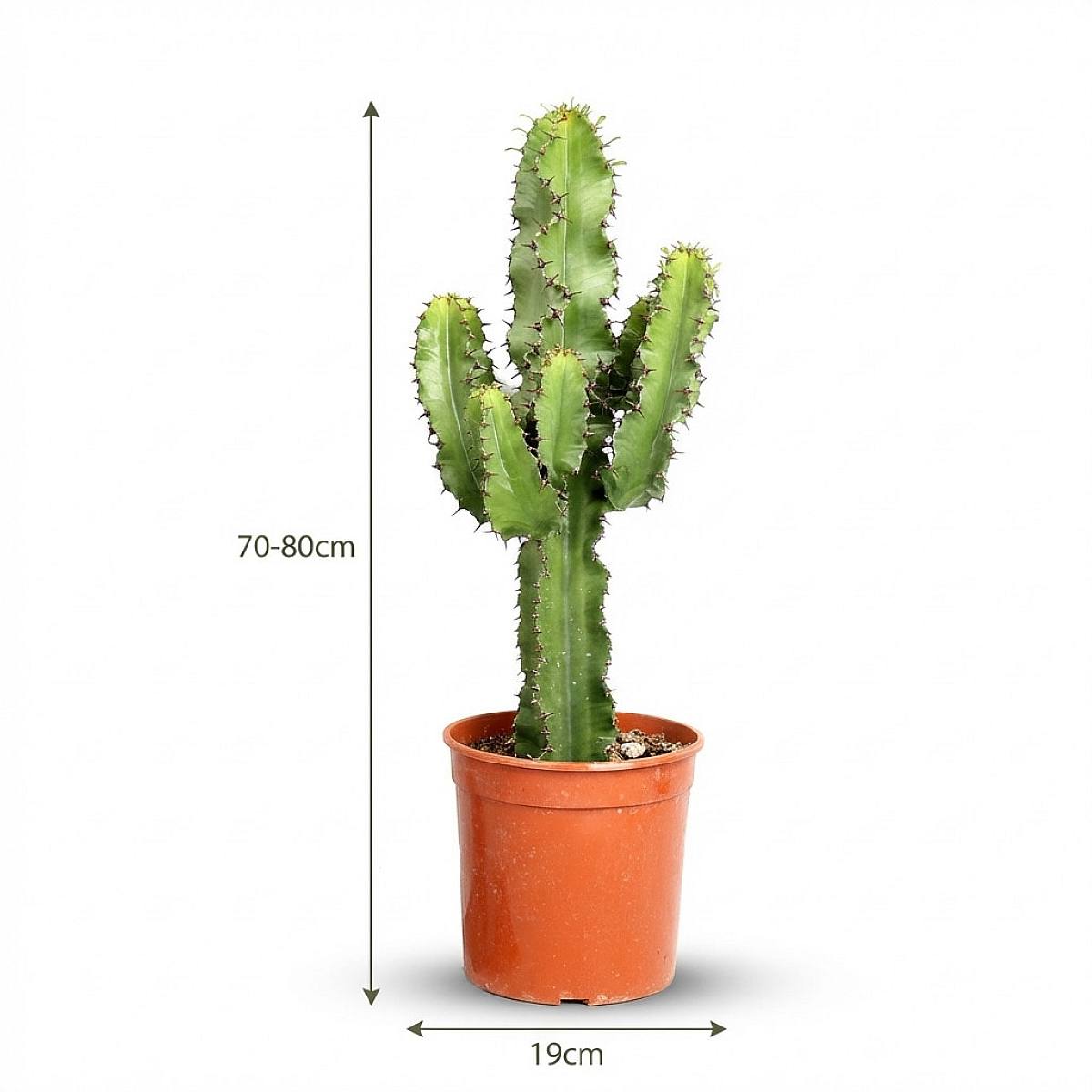 Cactus Euforbia picture 3