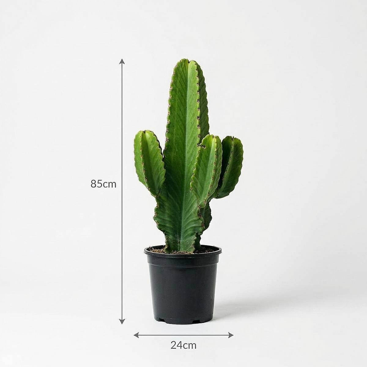 Euphorbia Ingens