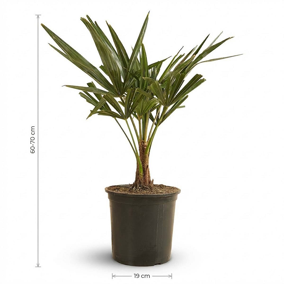 Trachycarpus Fortunei picture 3