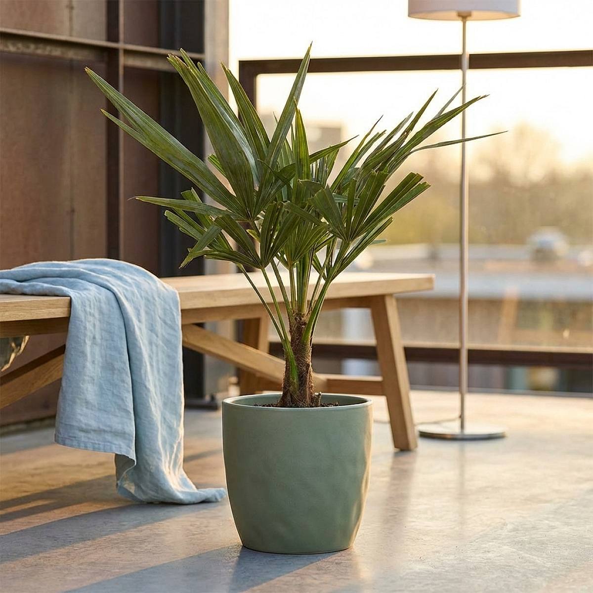 Trachycarpus Fortunei picture 2