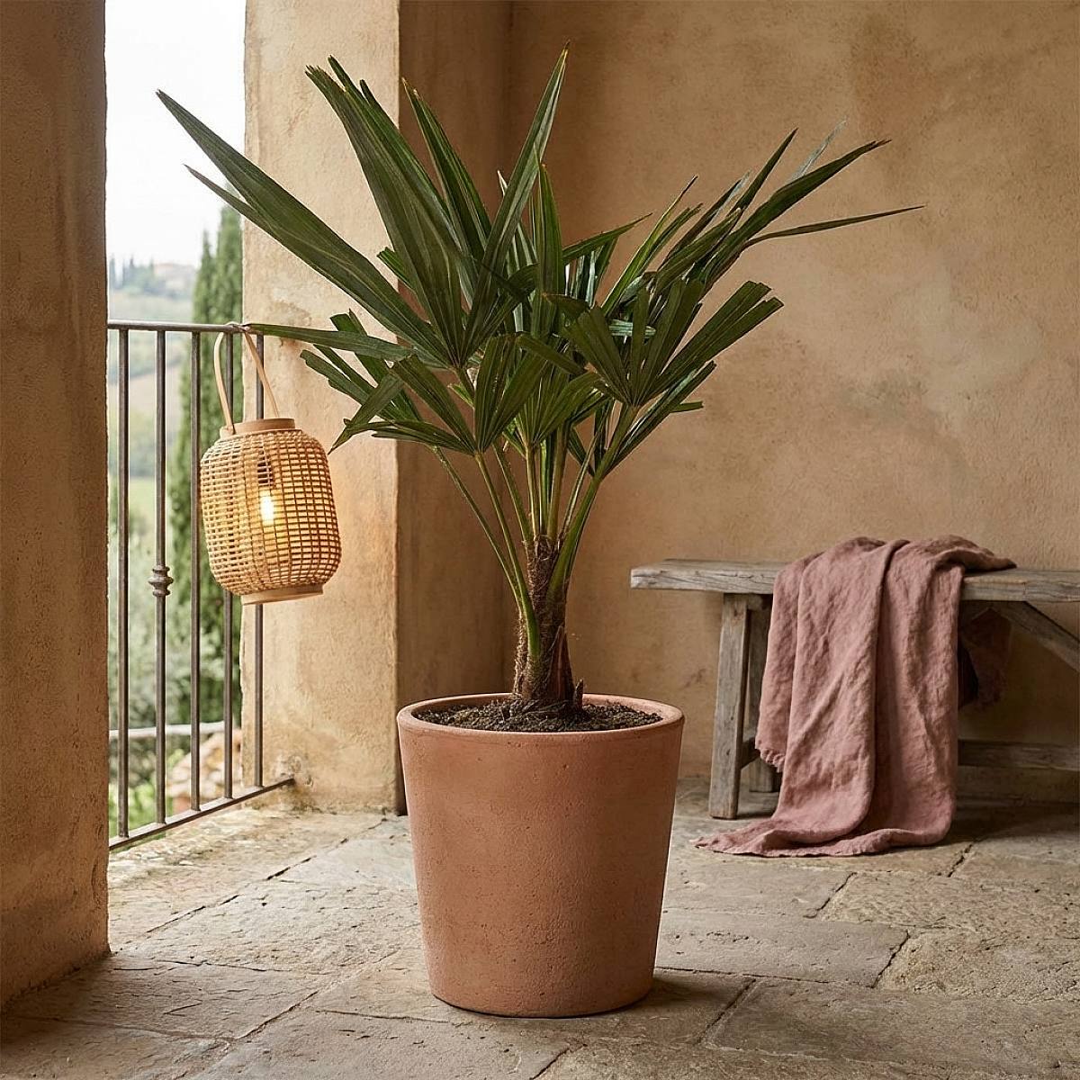 Trachycarpus Fortunei picture 4