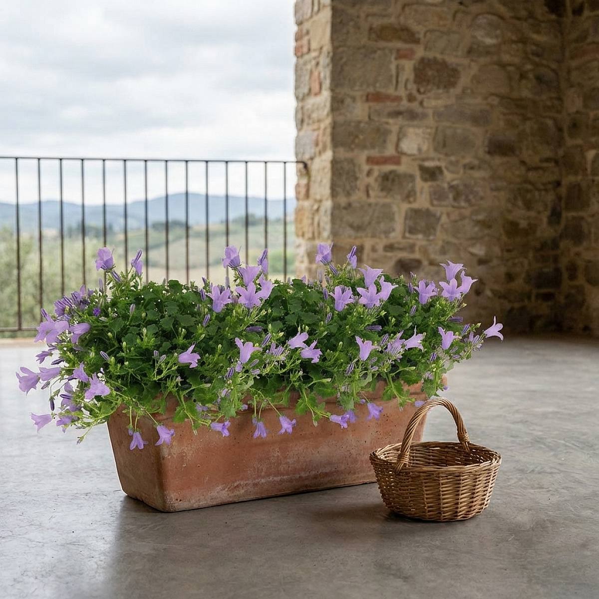 Trio Campanula Ambell picture 1