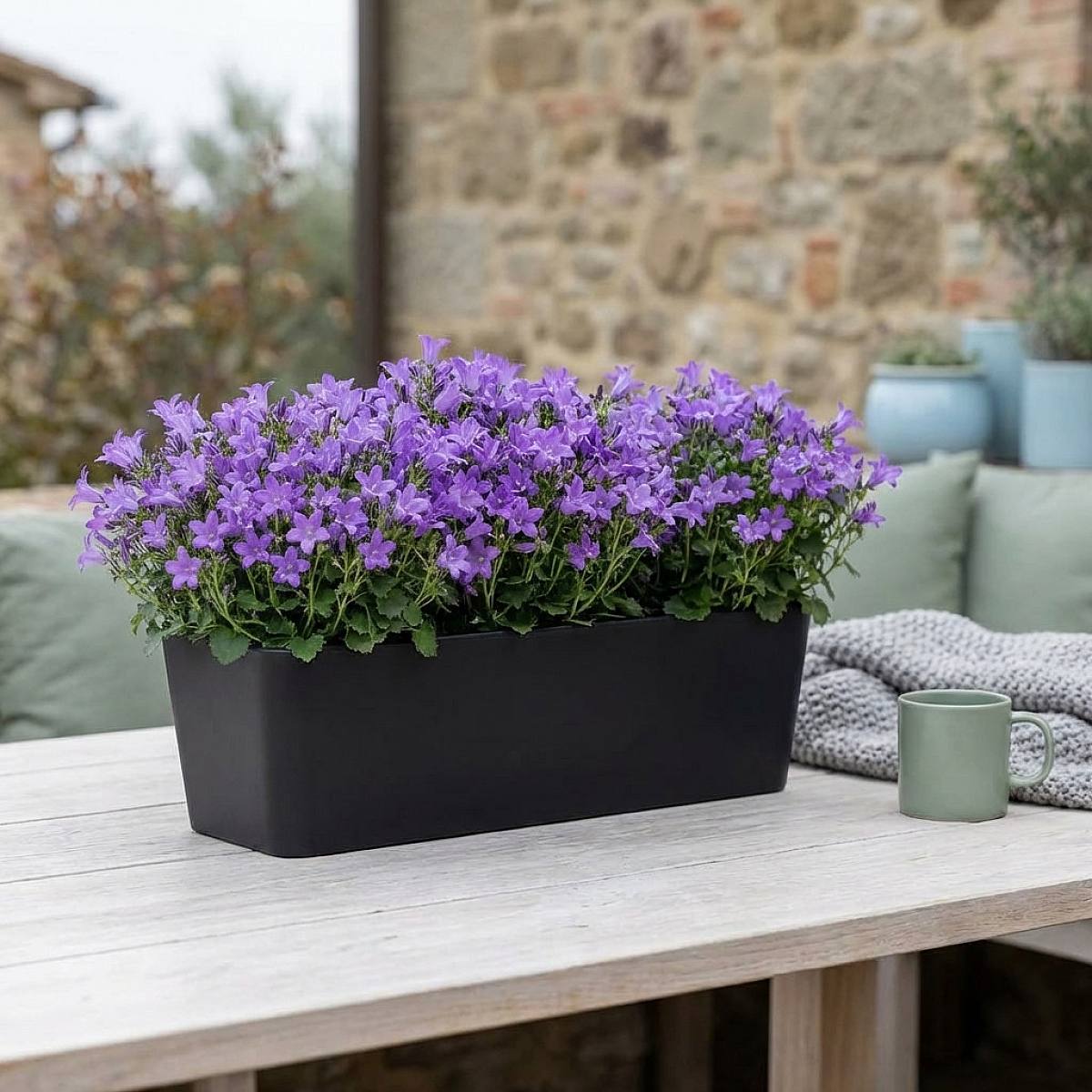 Campanula Ambella Trio picture 3