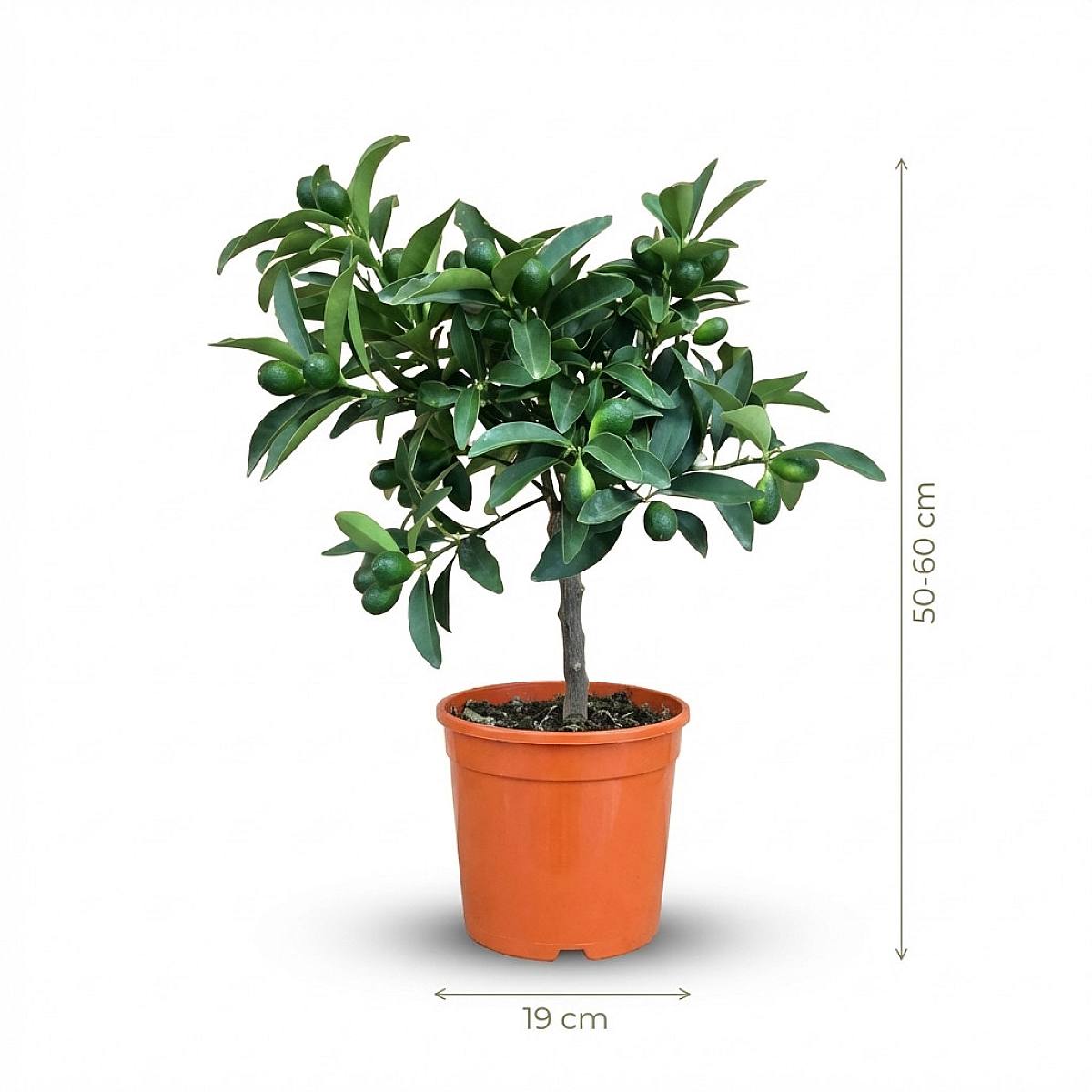 Kumquat Cítrico picture 3