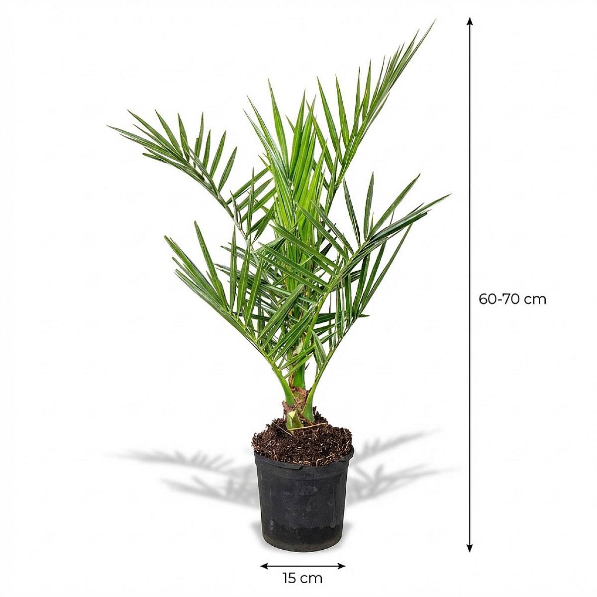 Phoenix Canariensis picture 2