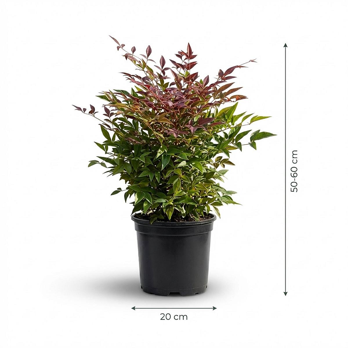 Nandina Domestica picture 3