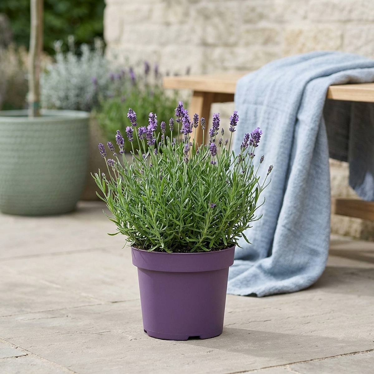 Lavanda Anouk picture 1