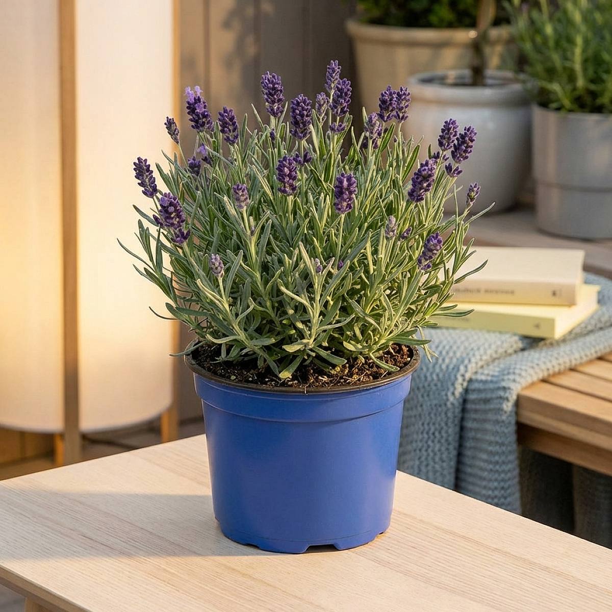Delicia de Lavanda picture 3