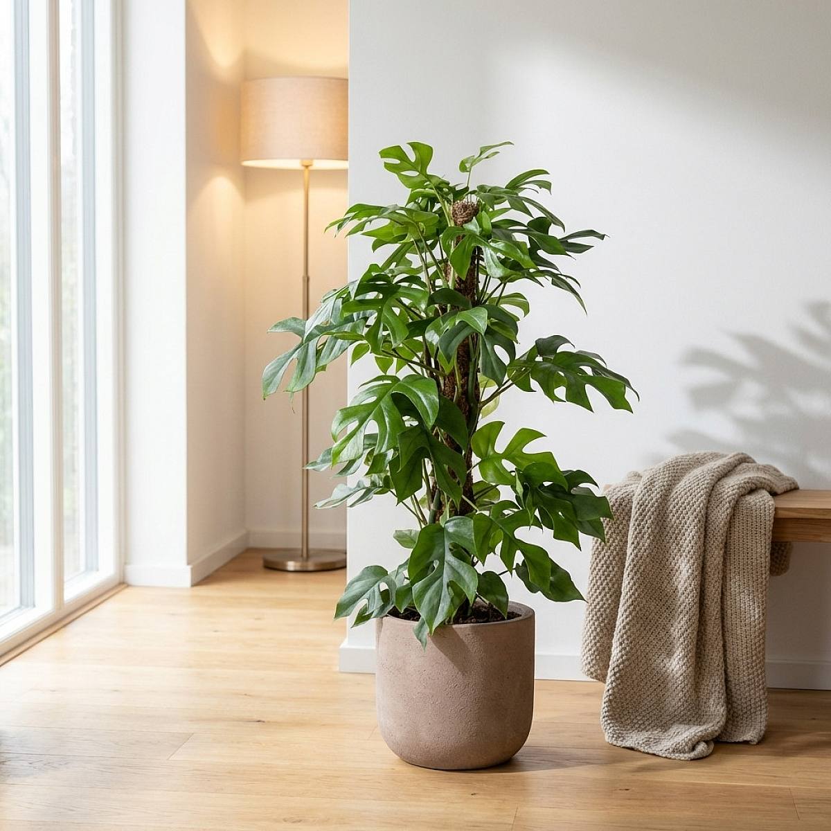 Monstera Minima picture 4