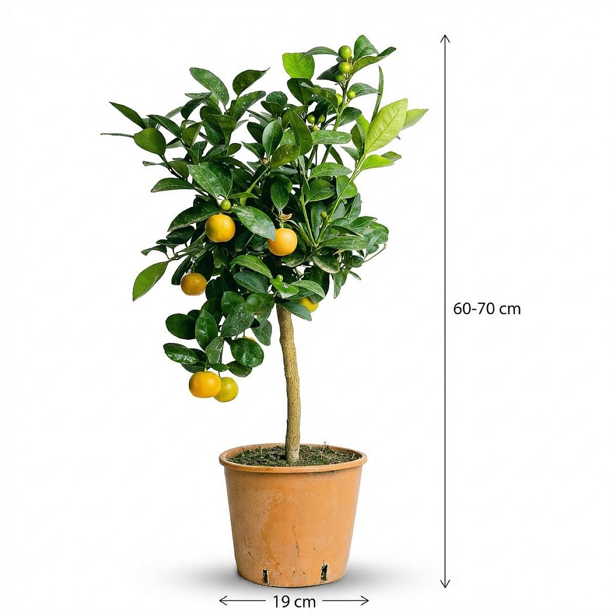 Citrus Calamondin picture 4