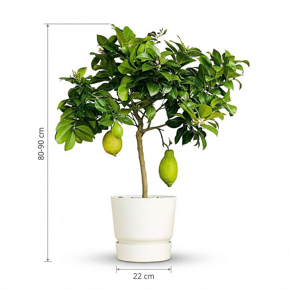 Citrus x limon picture 3