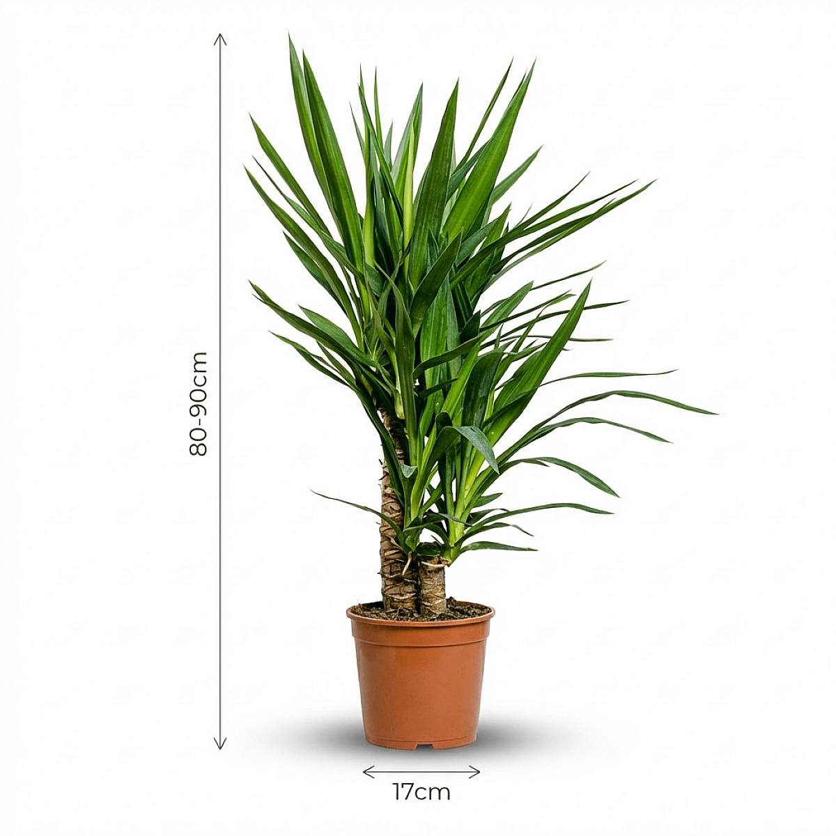 Yucca picture 3