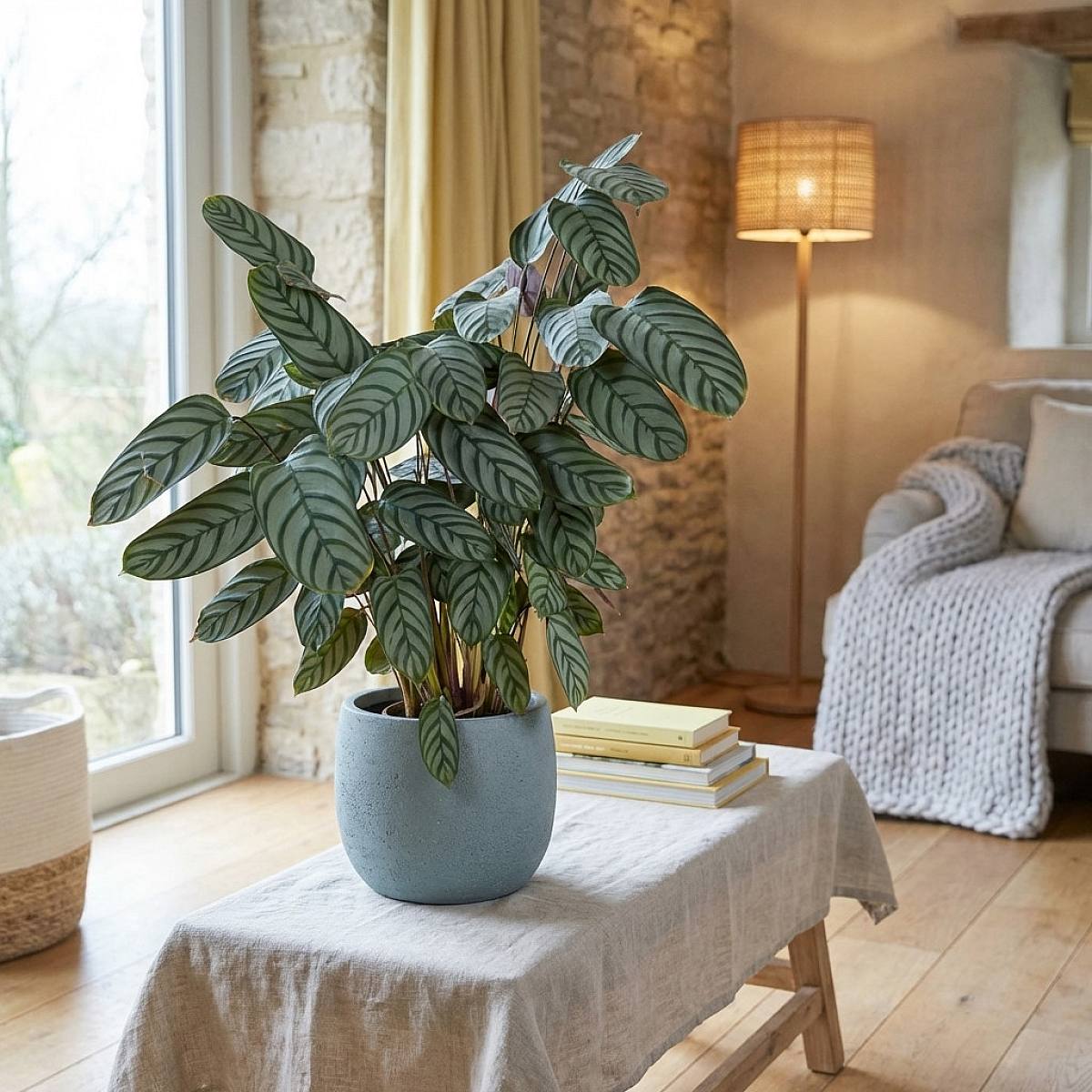 Calathea Compact Star picture 2