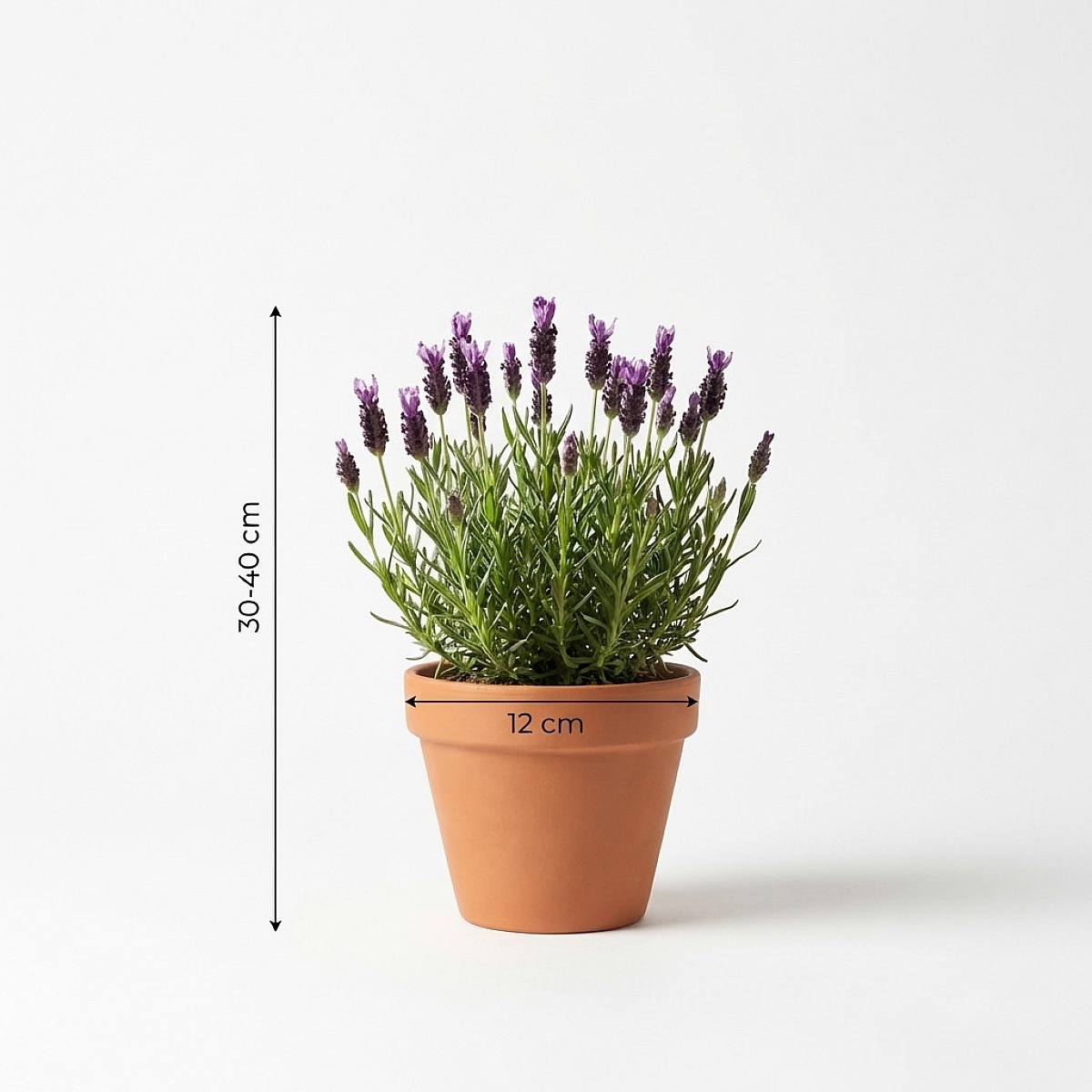 Lavender Anouk picture 2