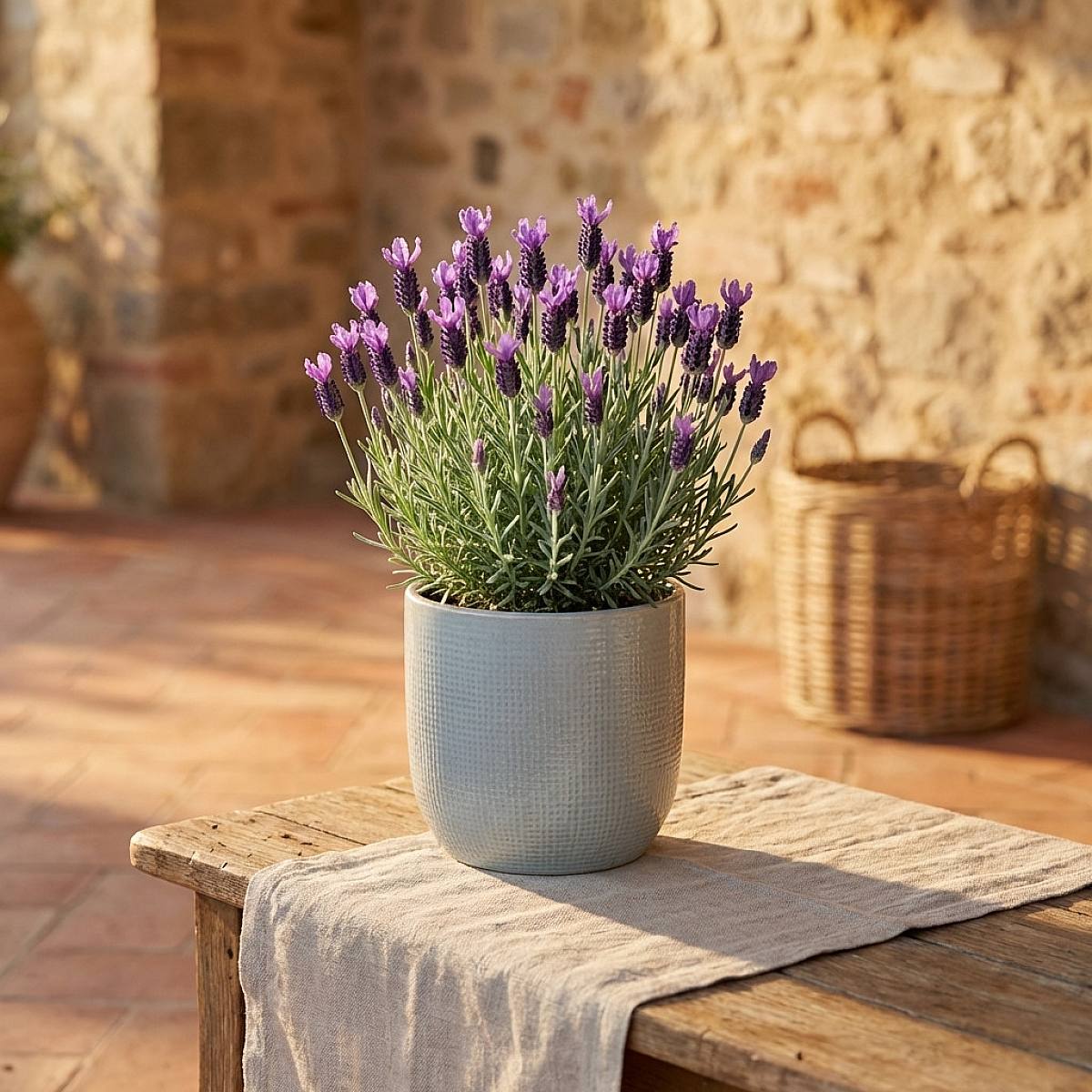 Lavender Anouk picture 0