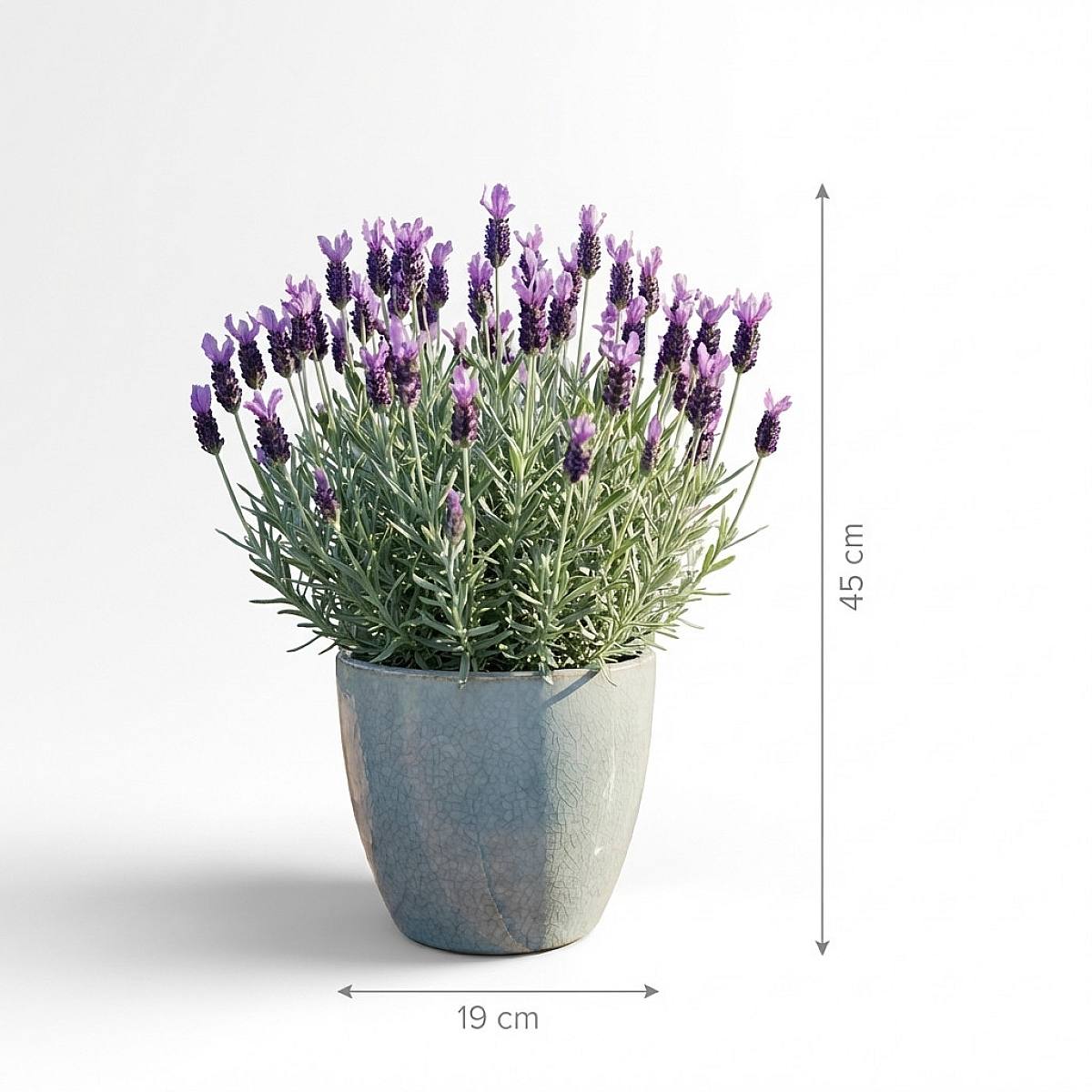 Anouk Lavanda picture 3