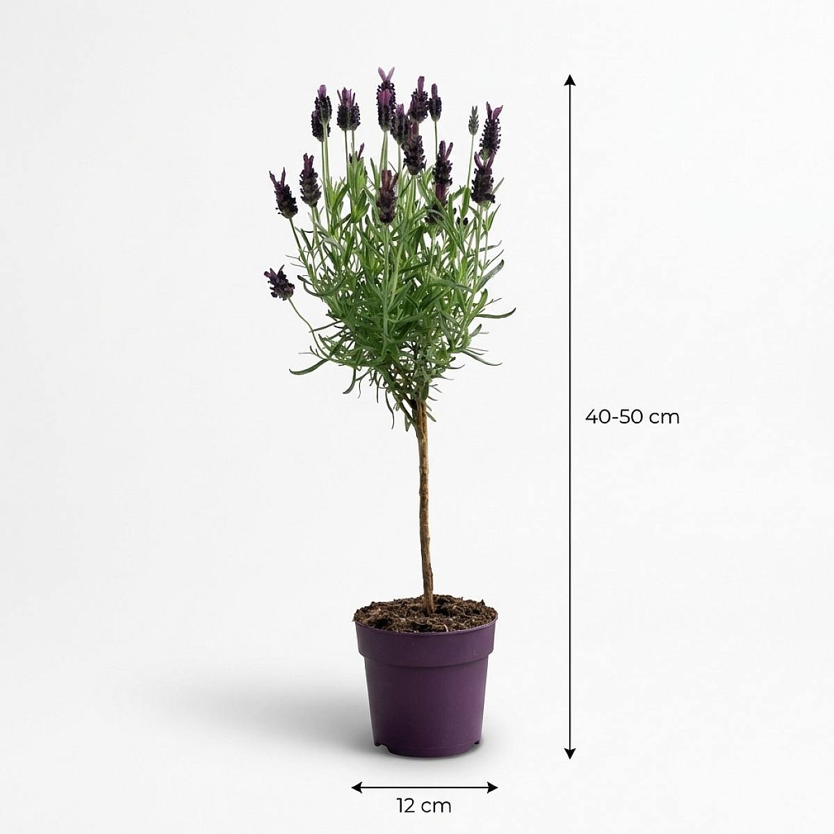 Lavandula Anouk picture 3