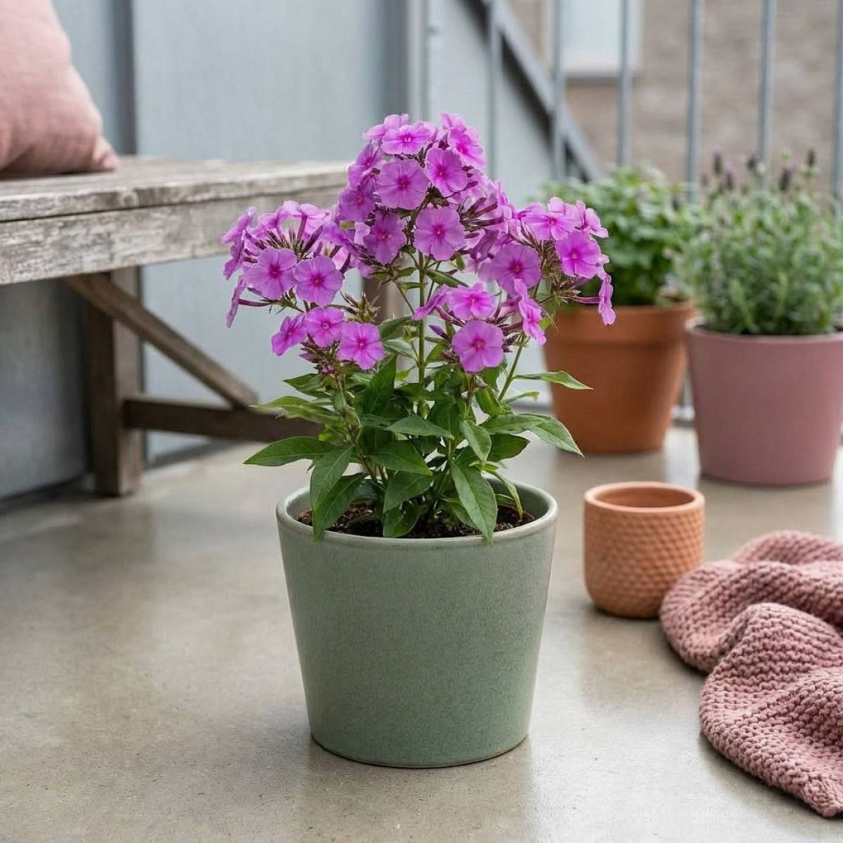 3 x Phlox paniculata 'Laura' picture 1