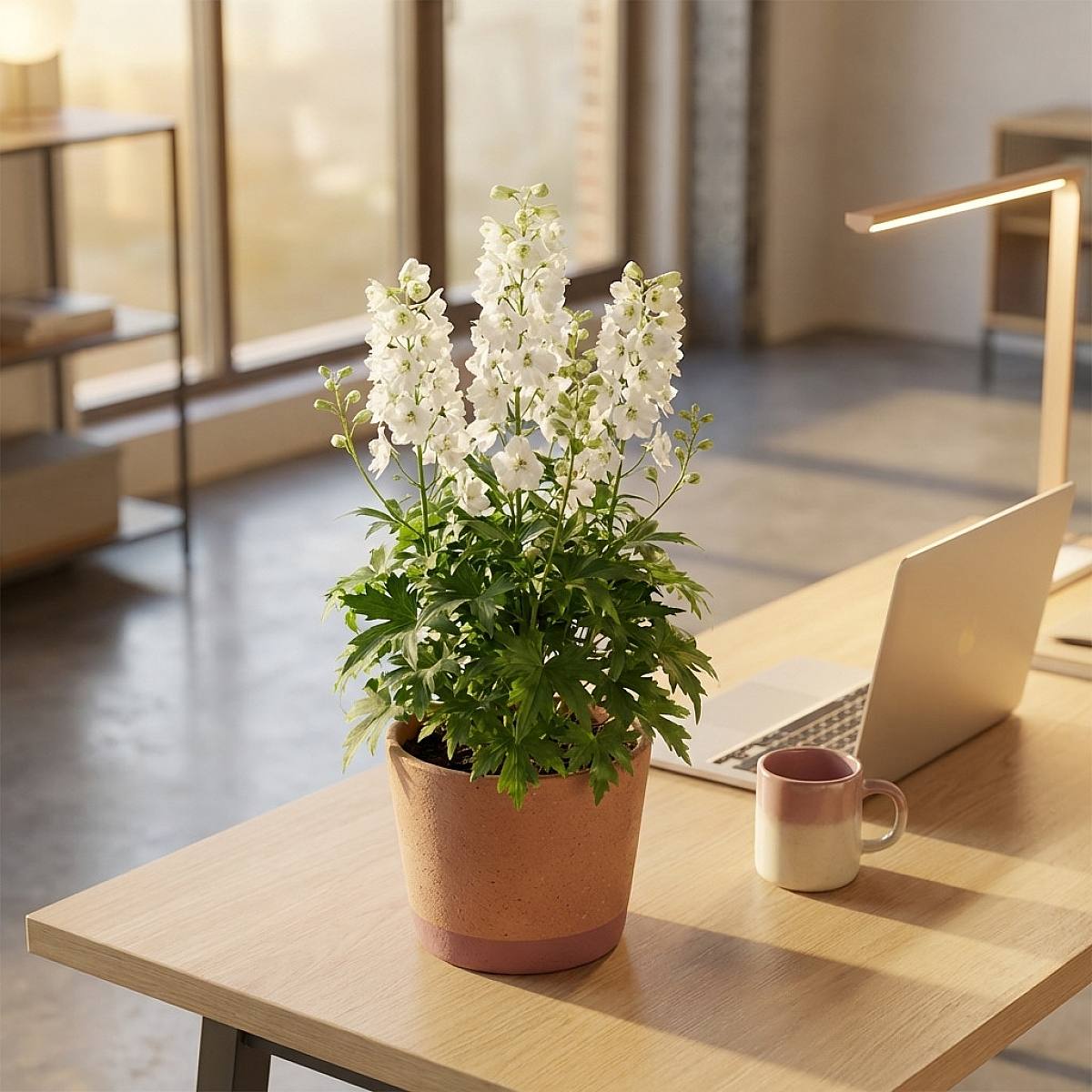 3 x Delphinium Blanc picture 2