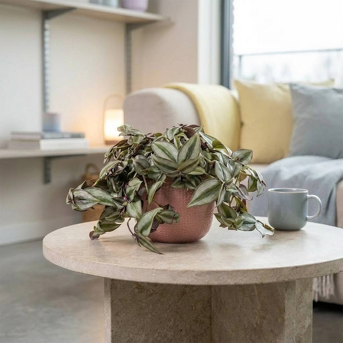 Tradescantia Zebrina picture 1
