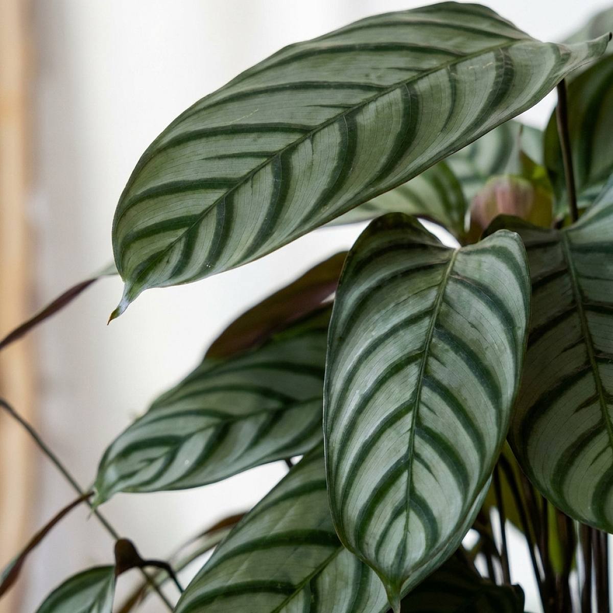 Calathea Compact Star picture 3