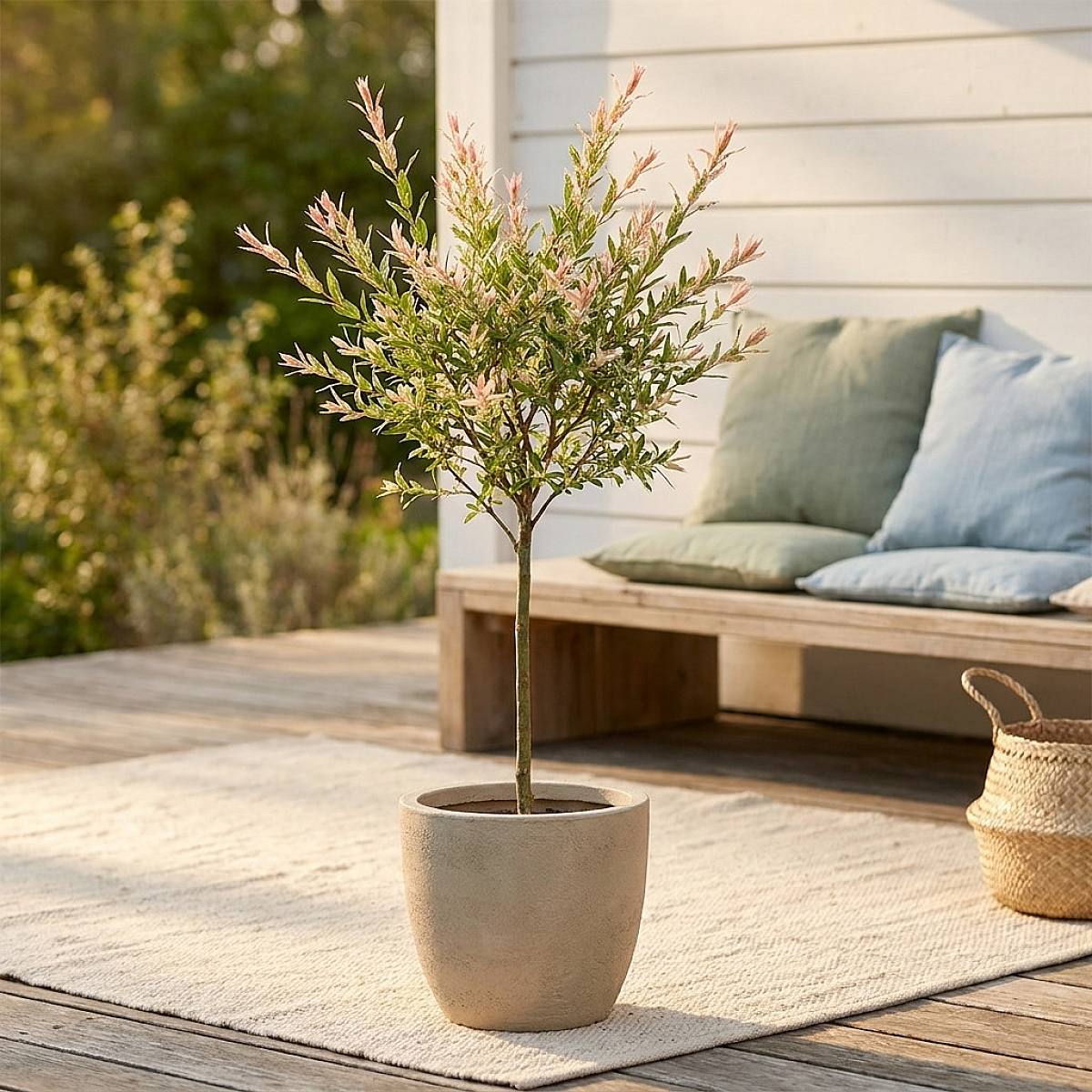 Salix Flamingo picture 2