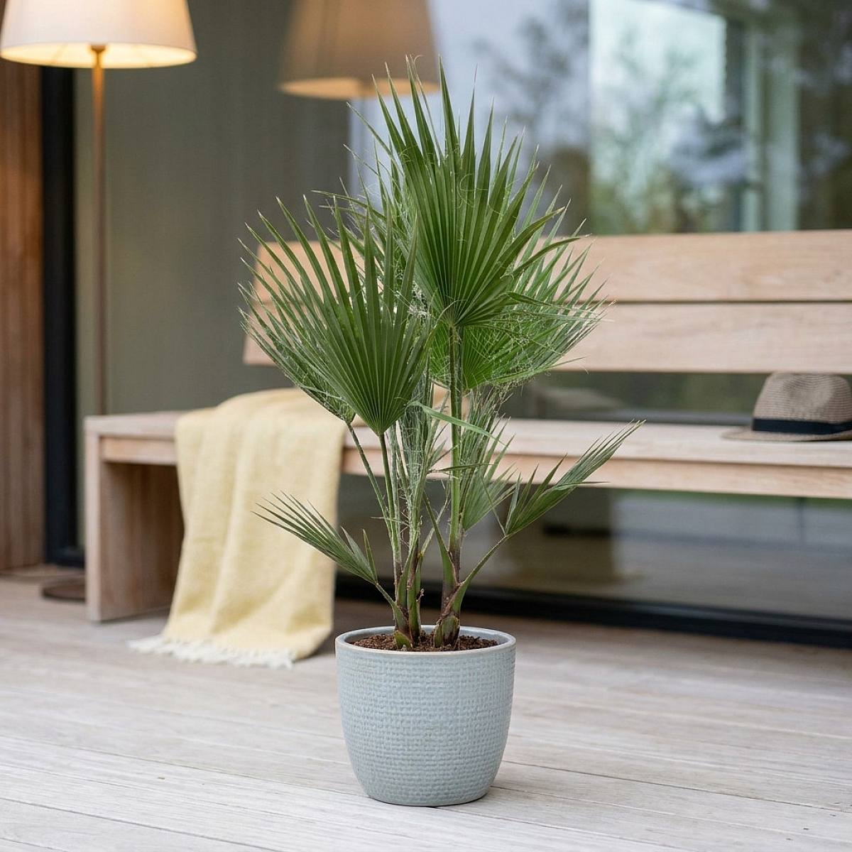 Washingtonia Robusta Palme picture 2