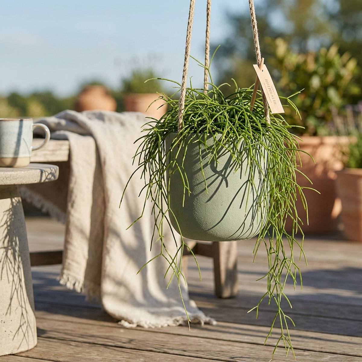 Rhipsalis Cashero picture 1