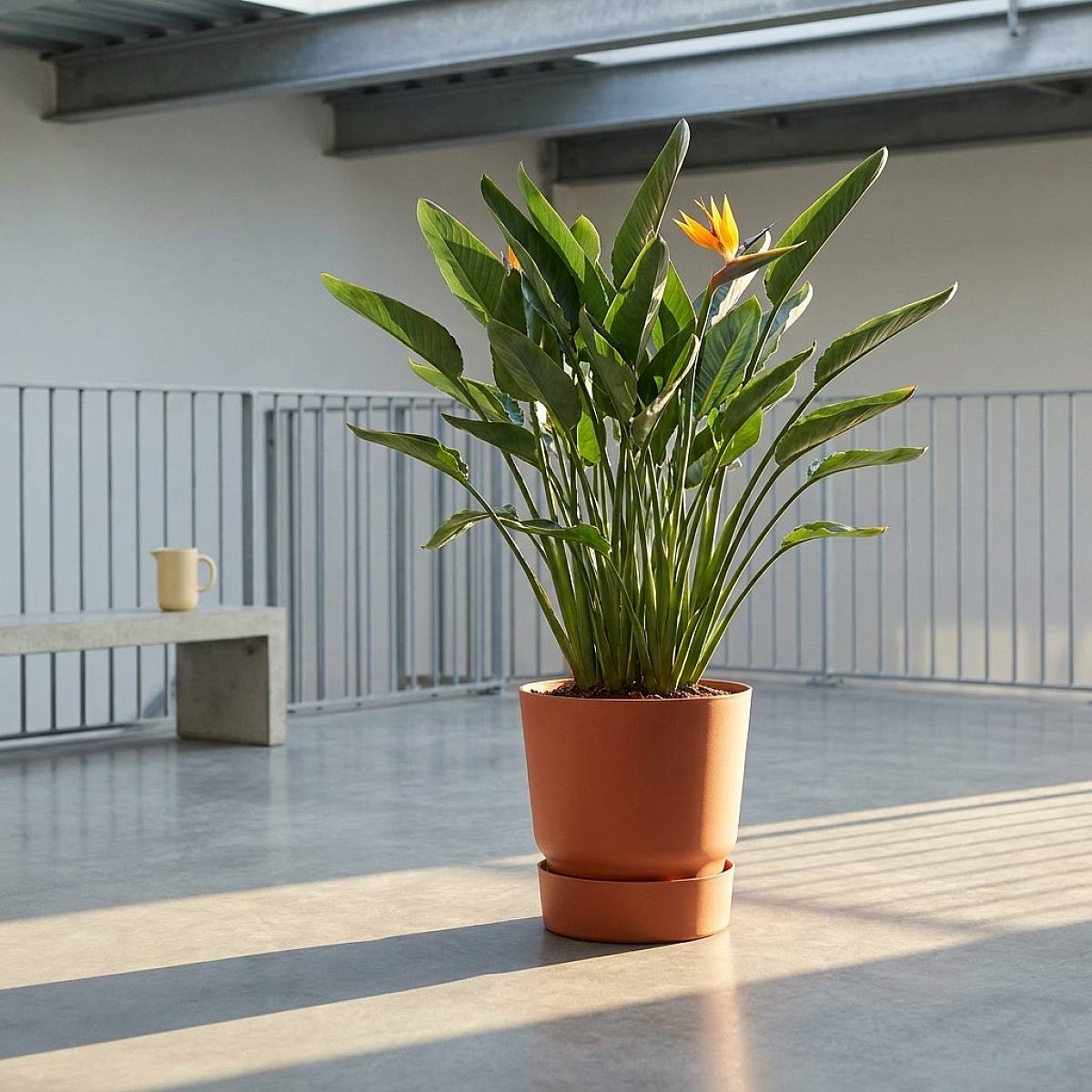 Valencia Kruka - XL/25cm picture 1